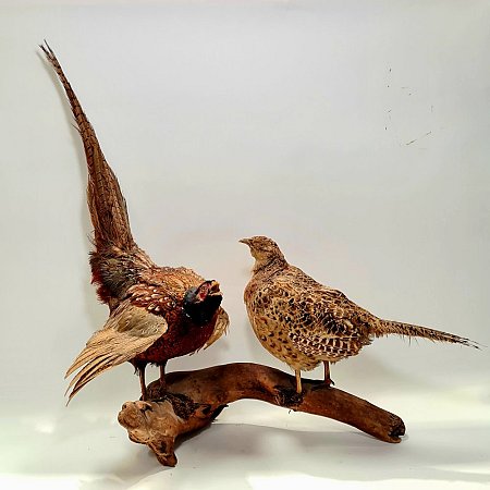 Antique Taxidermy Pheasants On Log